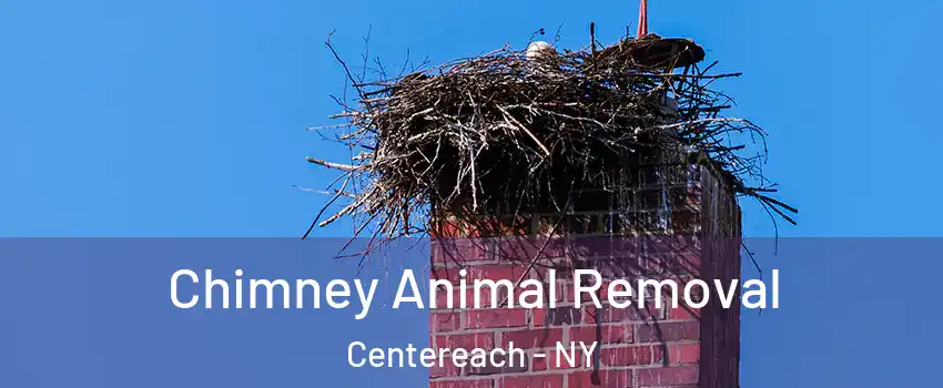 Chimney Animal Removal Centereach - NY