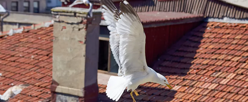 Residential Chimney Animal Removal Solution in Centereach, NY