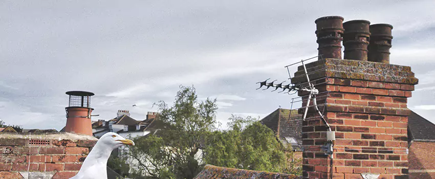 Chimney Cleaning And Restoration in Centereach, New York
